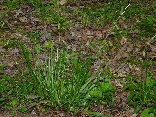 {Carex cherokeensis}
